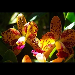 Meet your Posher, Gressa